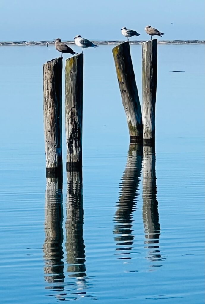 Seagulls sitting on posts