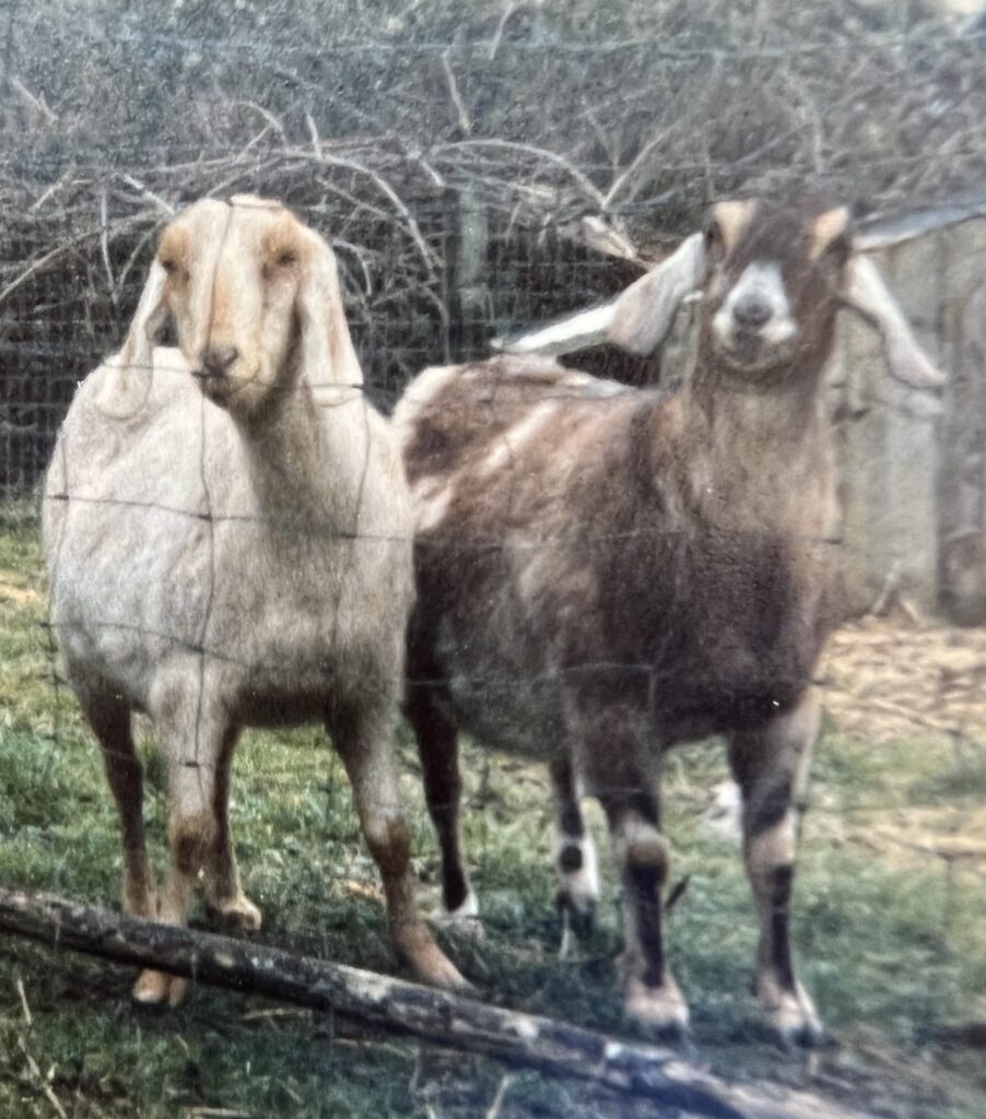 Lis Nagy's Goats Sandy and Francis